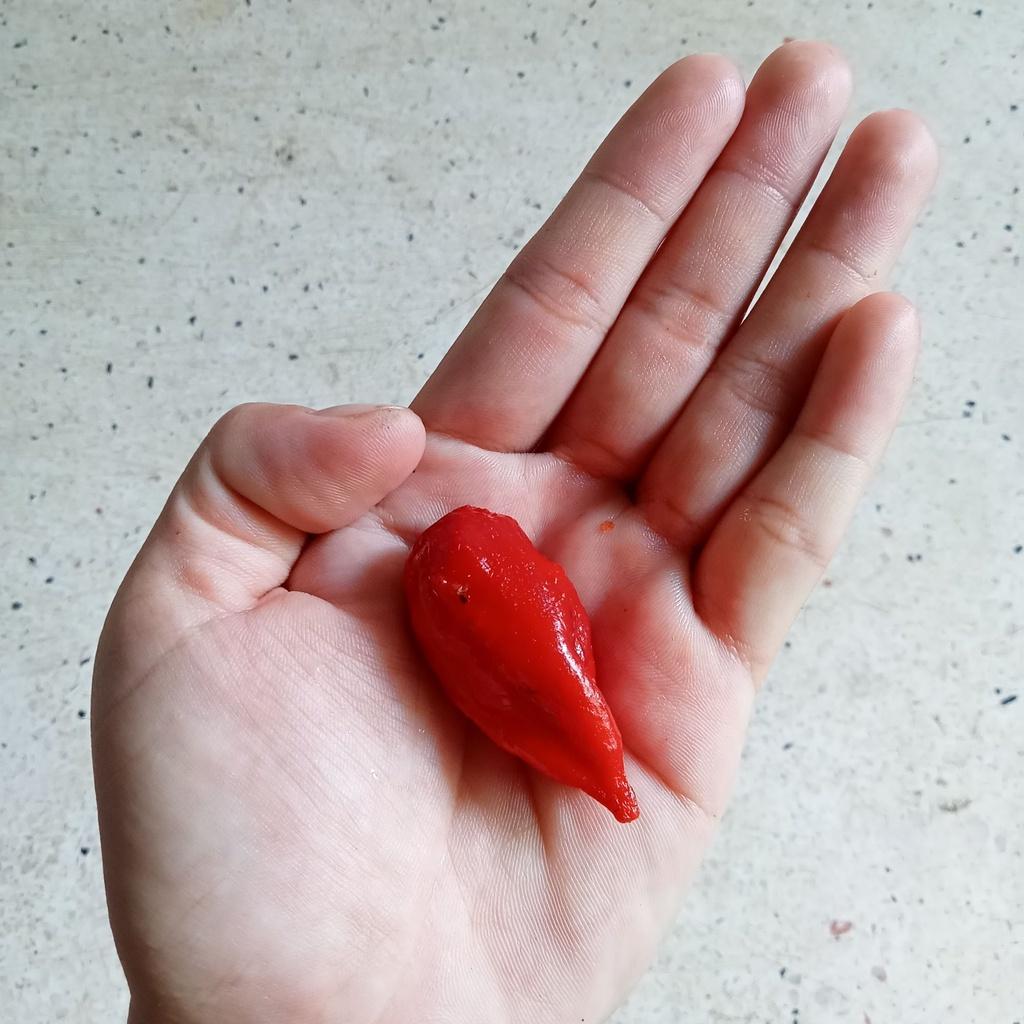 5 Hạt Ớt Bhut Jolokia