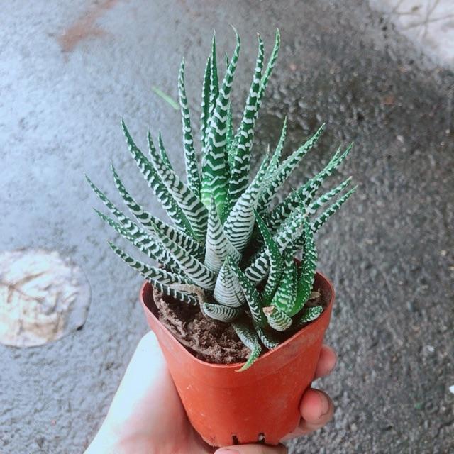 Móng Rồng Mang Lại May Mắn