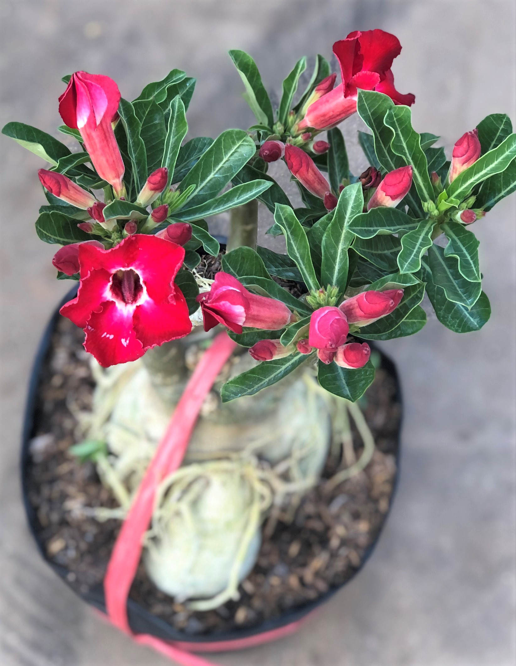 Chậu sứ Thần Tài gốc to
