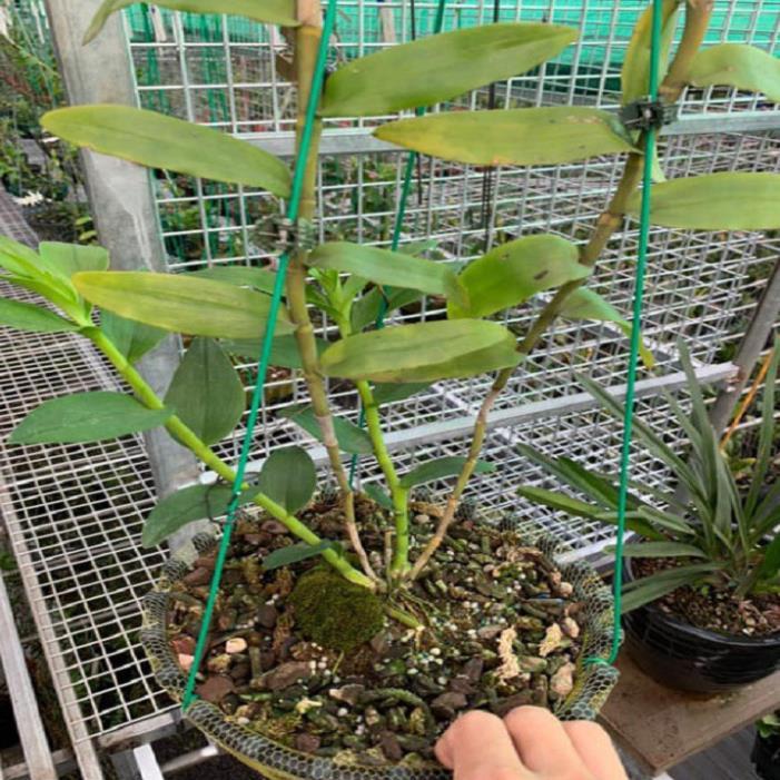 Lan phi điệp đột biến HỒNG GIA LAI - Hoa siêu đẹp, thuần khiết giá rẻ - Hàng gieo hạt, cây y như hình