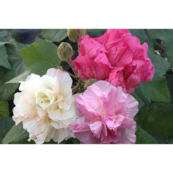 CÂY GIỐNG HOA PHÙ DUNG