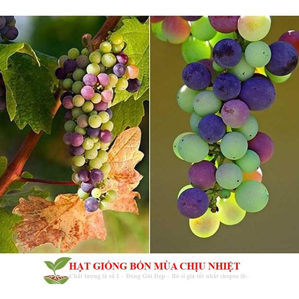 GÓI 10 HẠT GIỐNG NHO CẦU VỒNG