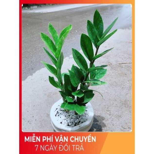 Chậu Kim Tiền