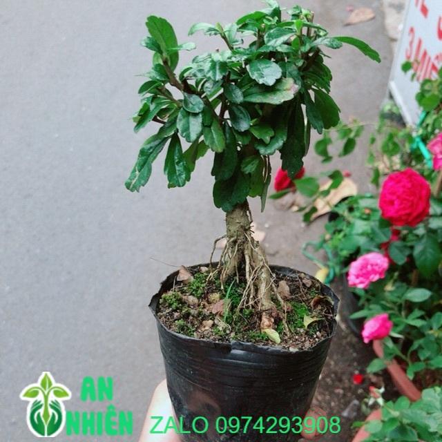 Cây Trà Phúc Kiến Bonsai Mini