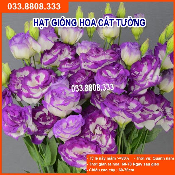 Hạt Giống Hoa Cát Tường Tím - Hoa đẹp dễ trồng chậu