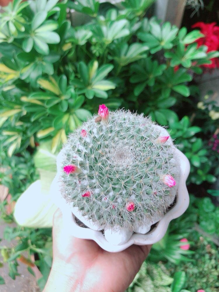 Chậu Xương Rồng Nở Hoa