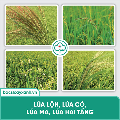 Chế phẩm xử lý lúa lộn, lúa cỏ, lúa 2 tầng, chống xì phèn, chết cây con BS11 Quản lý lúa lộn 500g NSX Bacsicayxanh