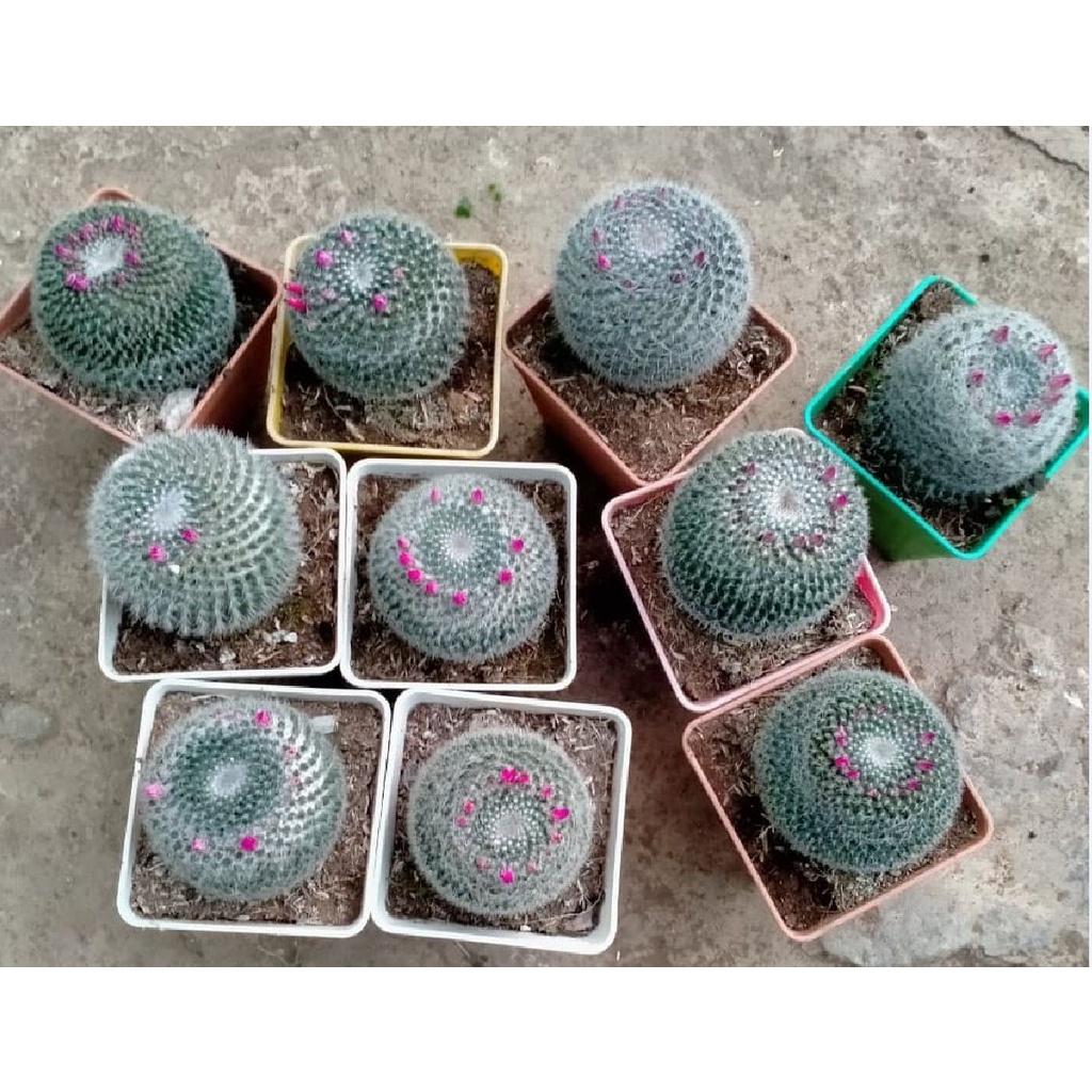 Hạt giống hoa xương rồng bánh sinh nhật - 1 gói 20 hạt-HGNN