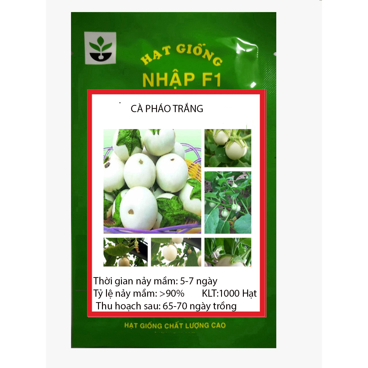 1000 HẠT GIỐNG CÀ PHÁO TRẮNG