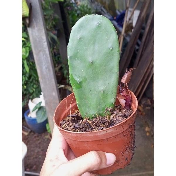 Xương rồng tai thỏ thích hợp decor hoặc làm thức ăn cho pet, chậu 1 lá