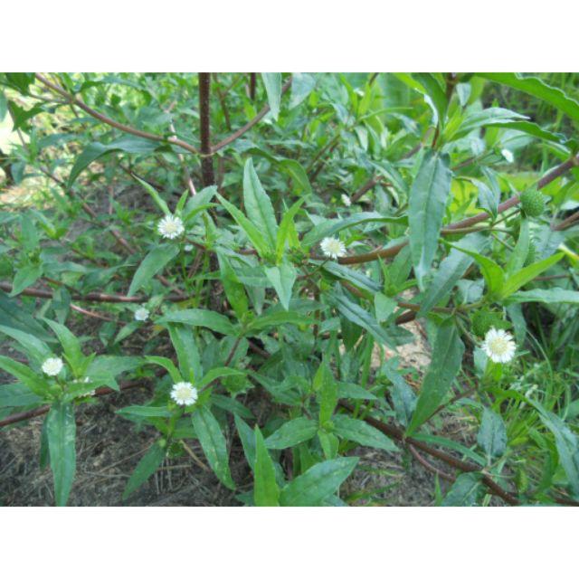 500gr cỏ mực hay cỏ nhọ nồi tươi làm thuốc