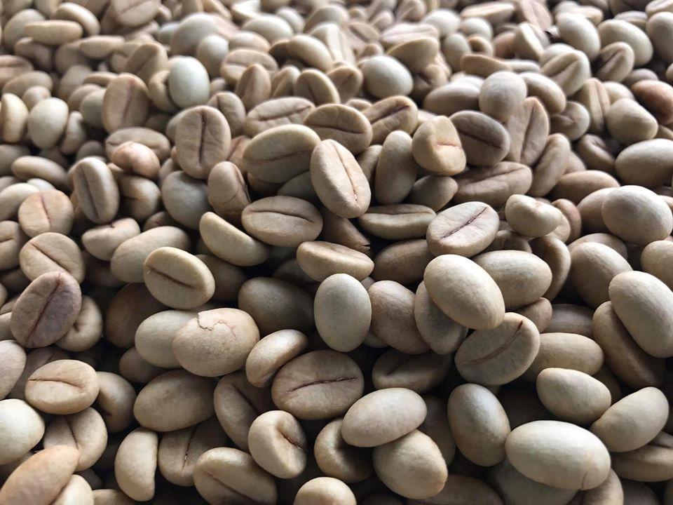 1 KG HẠT GIỐNG CÀ PHÊ VỐI LAI TRS1