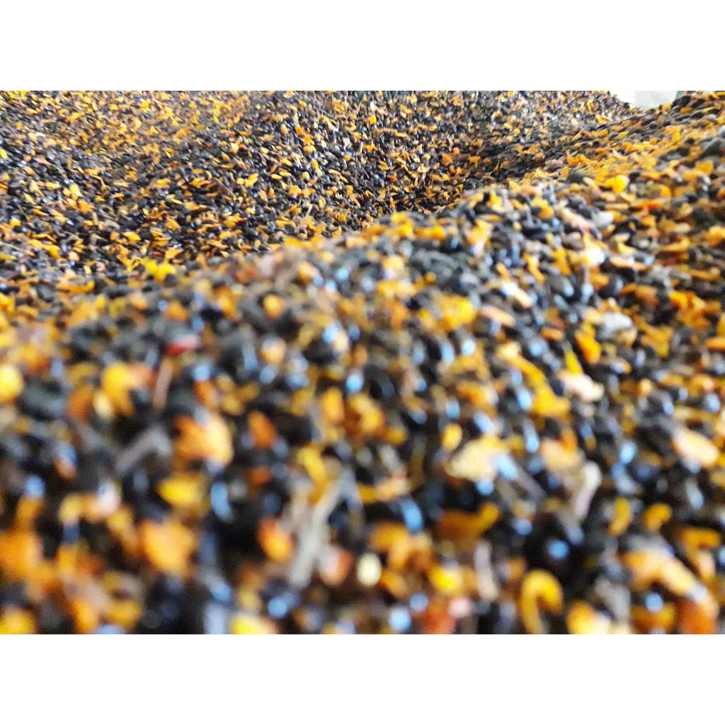 500 gram HẠT GIỐNG Keo Tai Tượng ÚC
