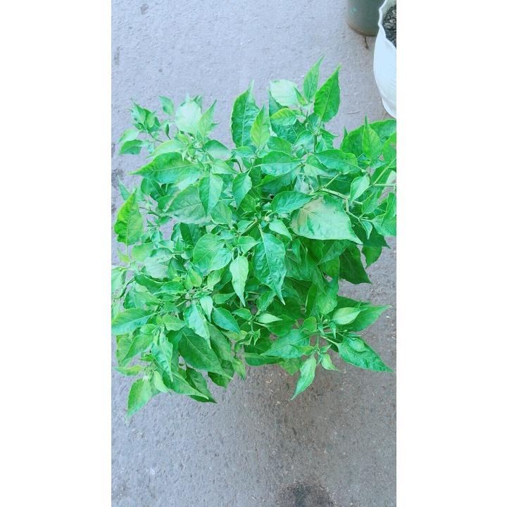 Ớt Chỉ Thiên