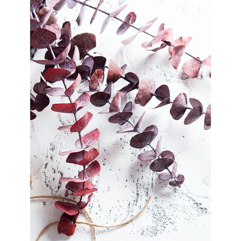 Hoa trang trí, decor phòng - Preserved Frosted Natural Eucalyptus – Lá bạch đàn