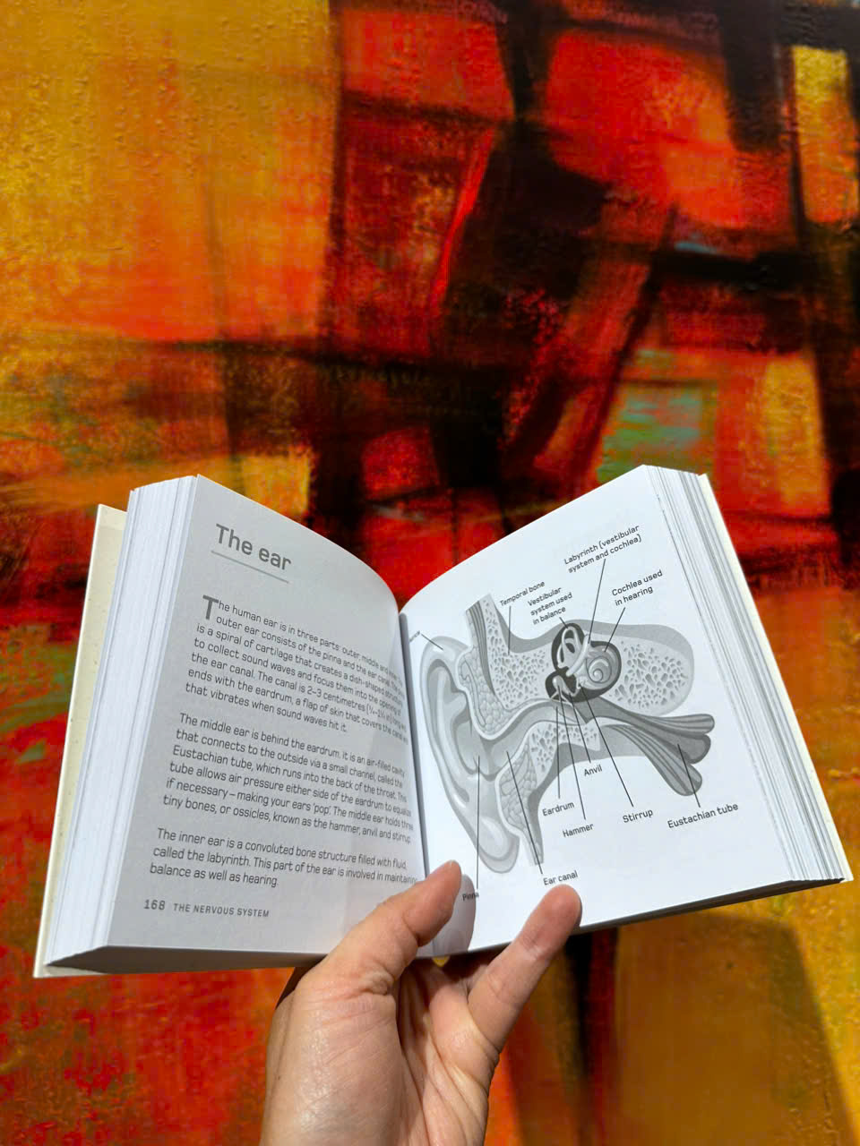 Sách -The Human Body in Minutes: 200 Key Concepts Illustrated and Explained in an Instant by Tom Jackson