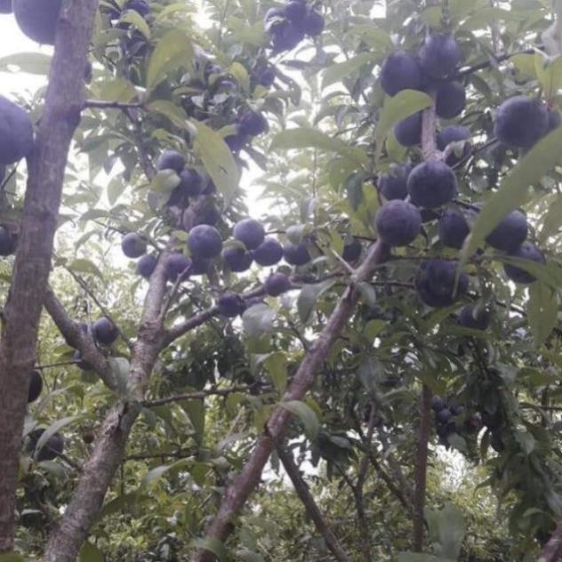 Sản phẩm MẬN HẬU LAI CHÂU