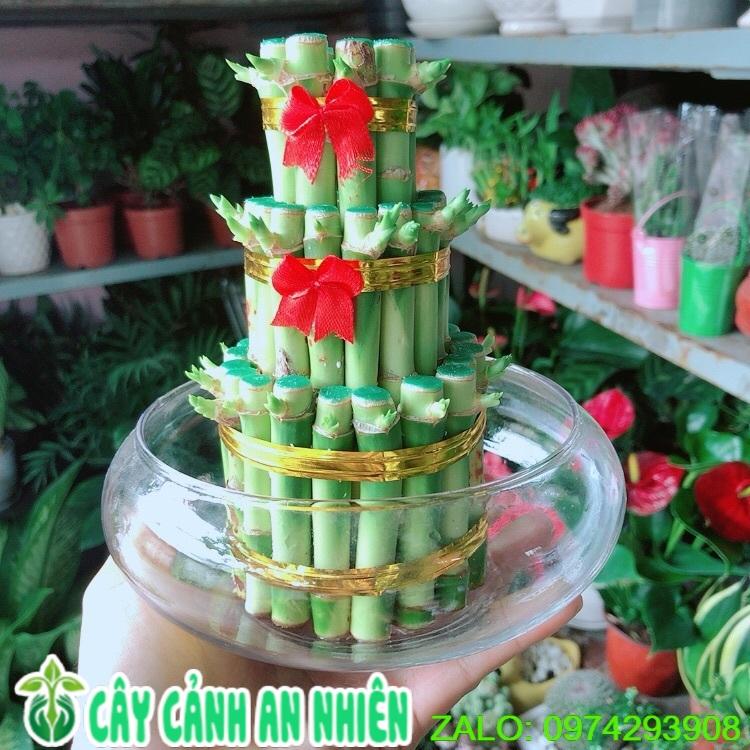 Chậu Trúc Phát Tài 3 Tầng Trồng Thuỷ Sinh