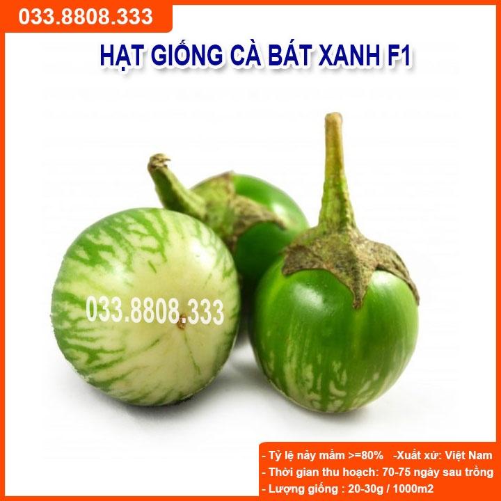 HẠT GIỐNG CÀ BÁT XANH QUẢ TRÒN - QUẢ TO ĐẸP