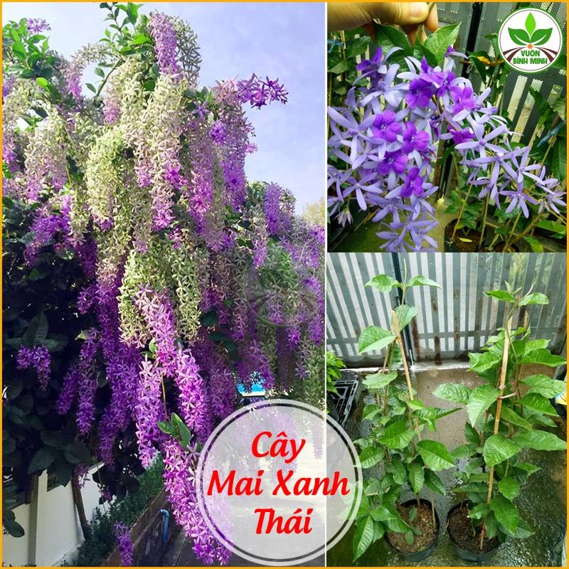 Cây hoa mai xanh thái - cây giống