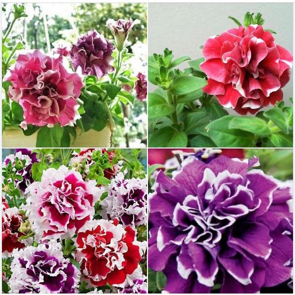 Hạt Giống Hoa Dạ Yến Thảo cánh kép nhiều màu -30 hạt