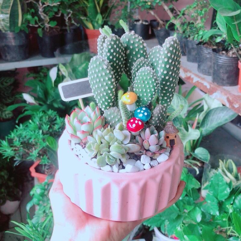 Chậu Sen Đá Xương Rồng Tiểu Cảnh