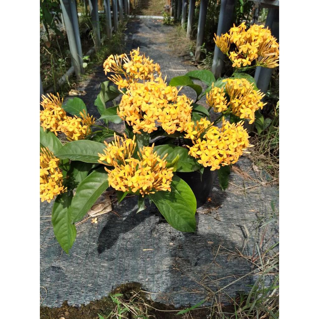 Cây mẫu đơn mỹ vàng cam