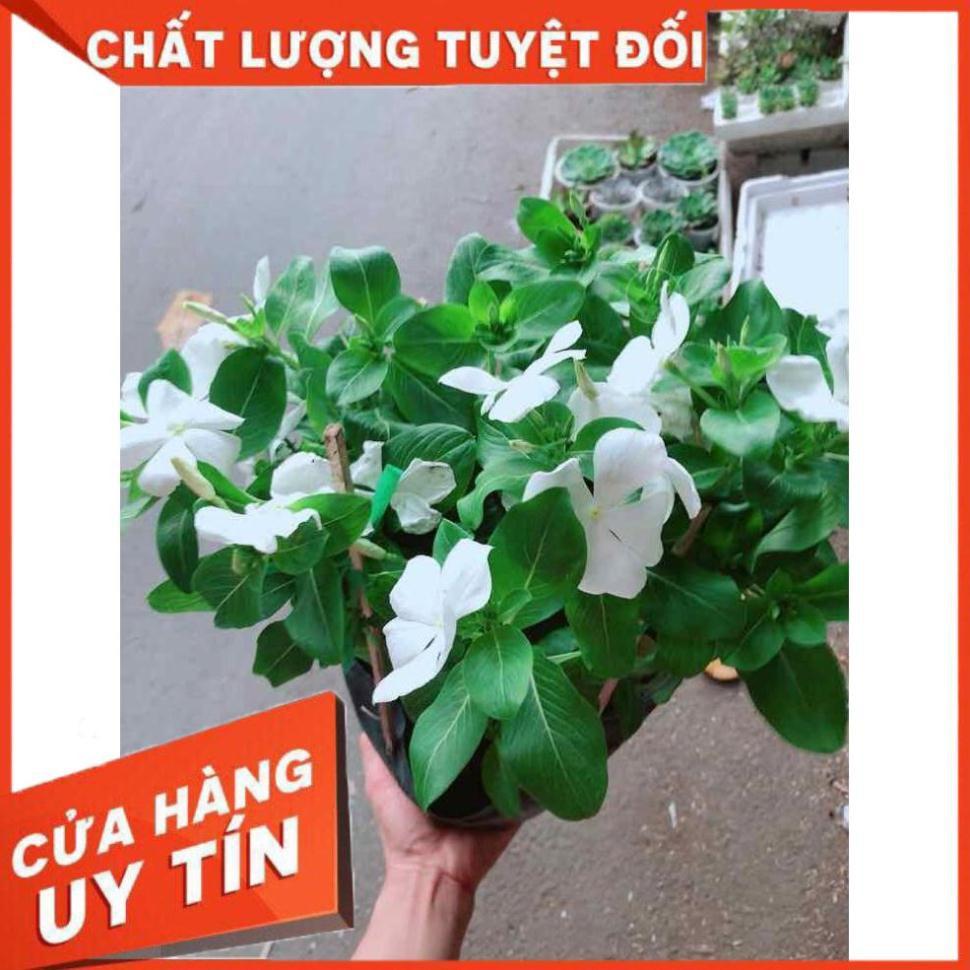 Hoa dừa cạn trắng Nhiều Người Mua