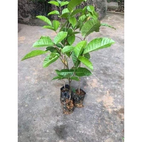 Trám đen hạt