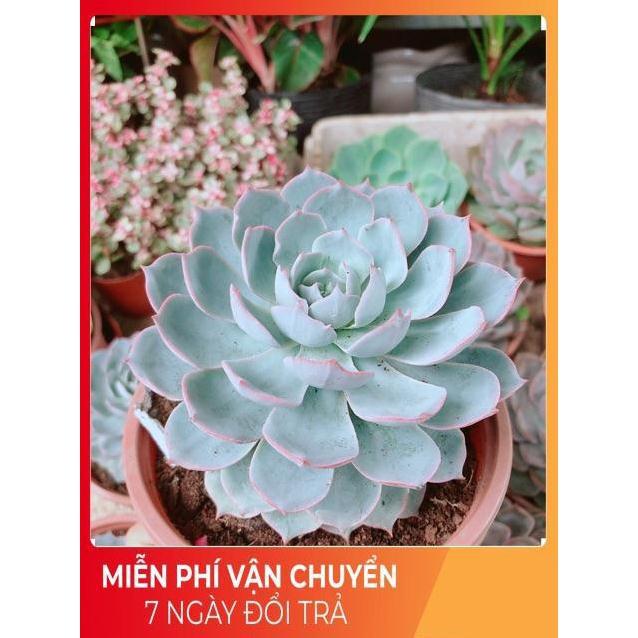 Chậu sen đá hồng phấn size đại