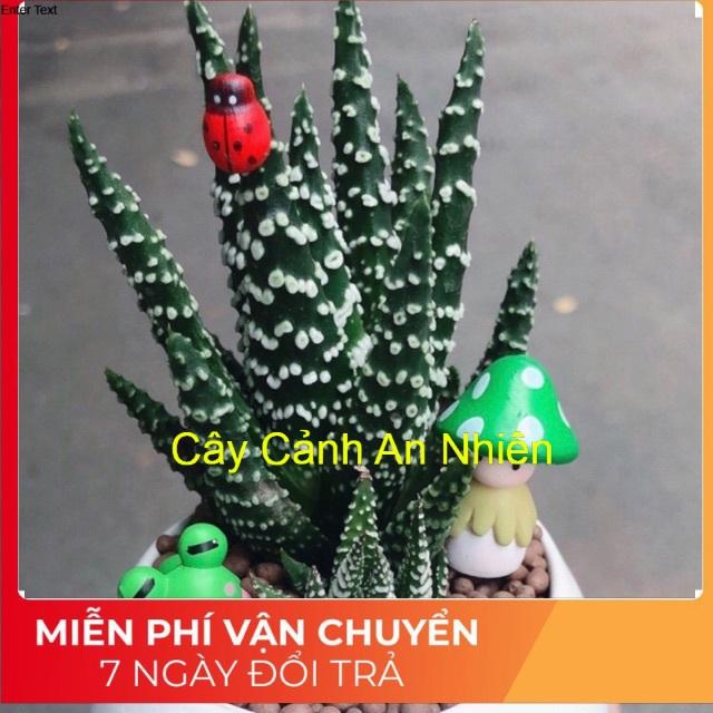 Chậu móng rồng tiểu cảnh