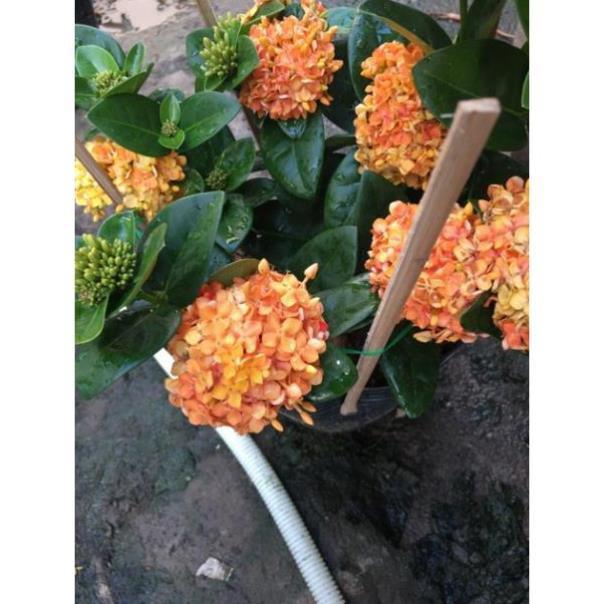 Hoa mẫu đơn vàng cam lá trung siêu bông