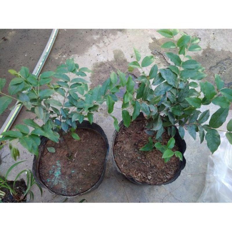 Nho Thân gỗ tứ quý giống