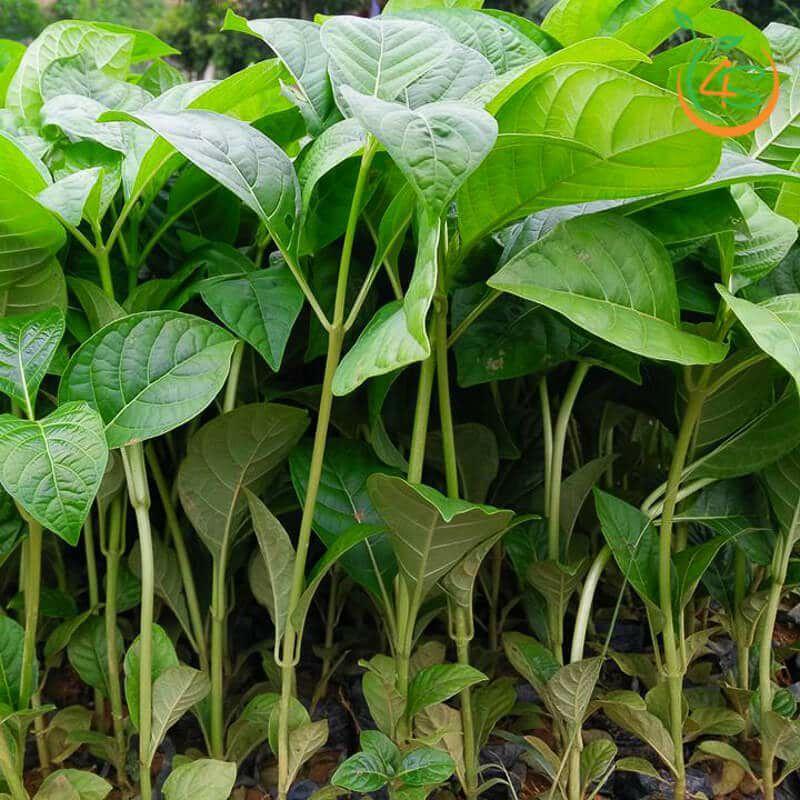 800gram hạt gáo trắng giống