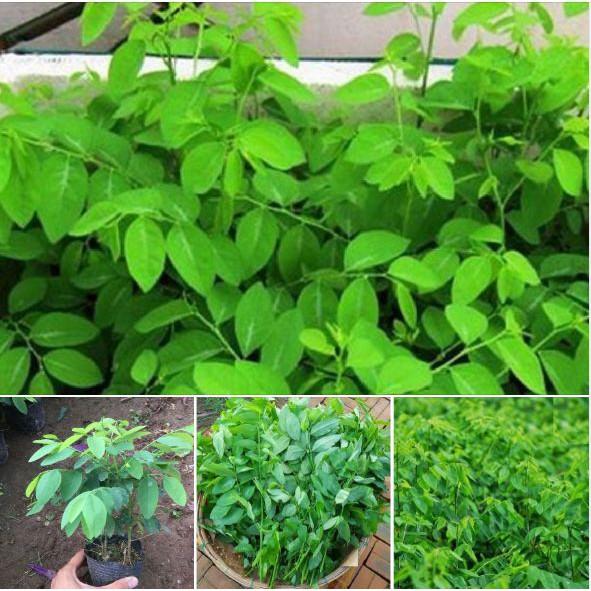 Hạt Giống Rau Ngót - gói 1gram