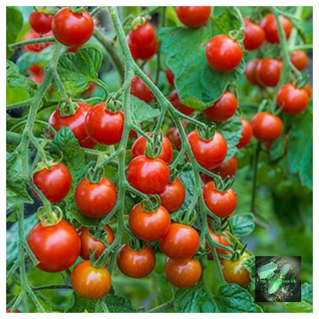 Hạt giống Cà Chua bi cherry, đóng gói 0.1gr