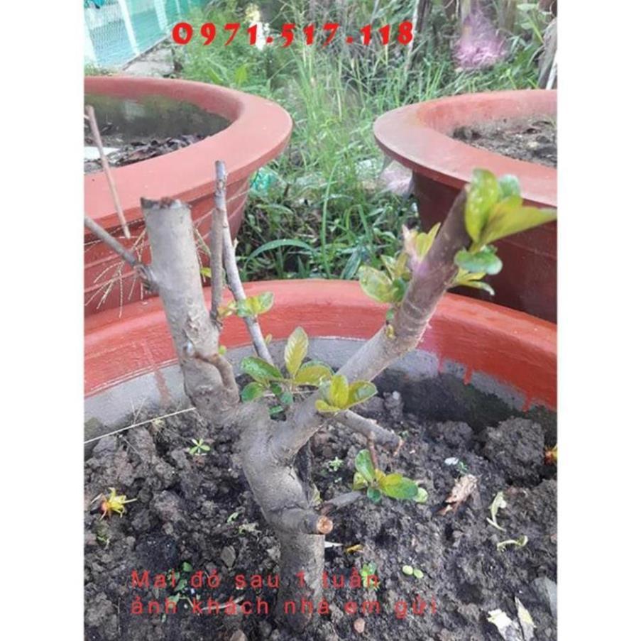 Cây Giống Hoa Mai Đỏ, Chơi Tết, Đem Lại Tài Lộc Cho Gia Chủ