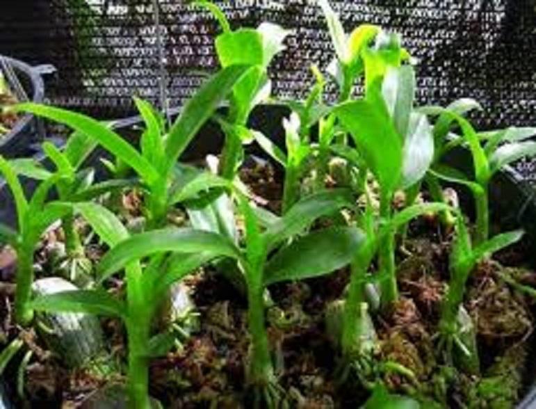 Phi điệp đột biến HỒNG NHẬT HẠ chuẩn giống cam kết chất lượng