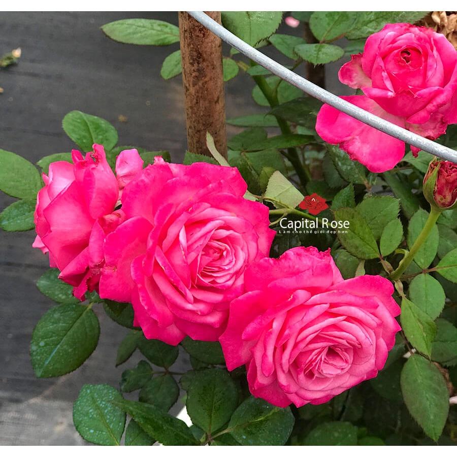 Hoa hồng ngoại Pink Peace siêu đẹp