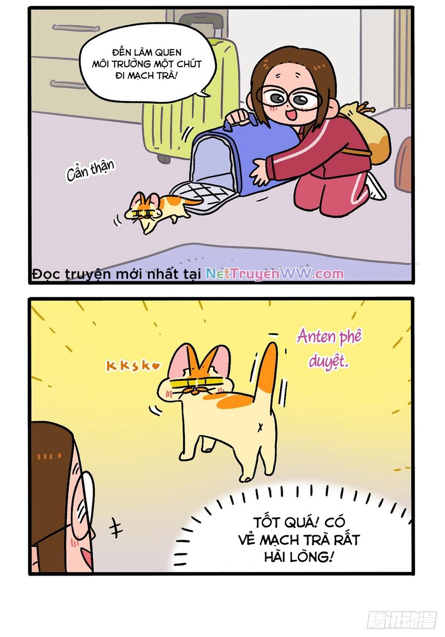a mãn và mạch trà chapter 148 4