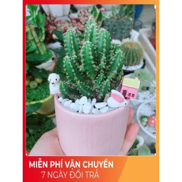 Chậu Xương Rồng Thanh Sơn