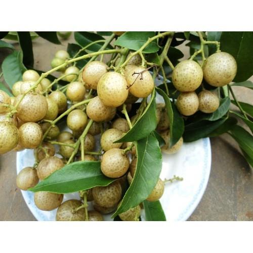 COMBO 10 CÂY GIỐNG CÂY MẮC MẬT , CAM KẾT GIỐNG CHUẨN F1 - CB10CGCMM