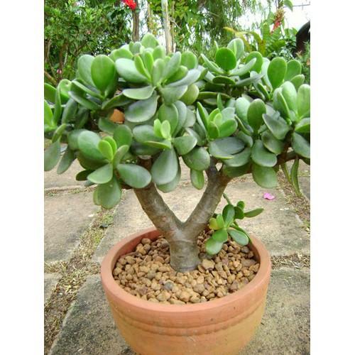 CÂY SEN ĐÁ NGỌC BÍCH,CÂY SEN ĐÁ NGỌC BÍCH - CSDNBNDNB