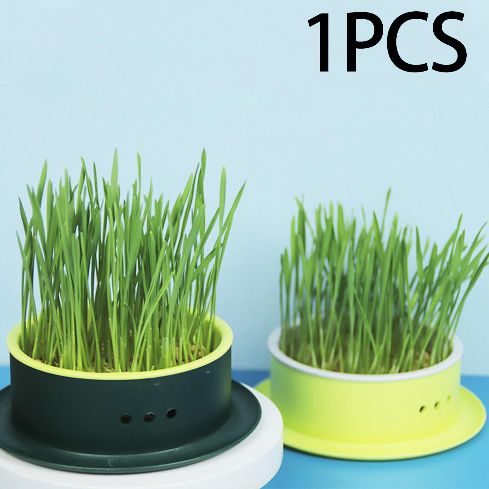 Box Cats Snack Tray Cats Grass Planting Box Tray