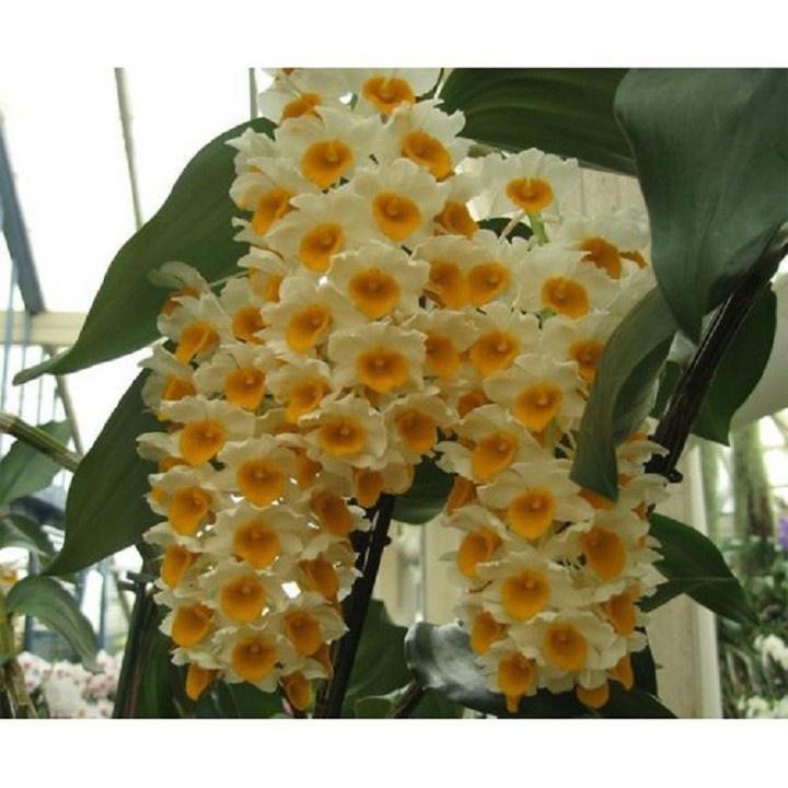 1 chậu hoa lan KIỀU CAM  hàng rừng TÂY BẮC thuần chậu