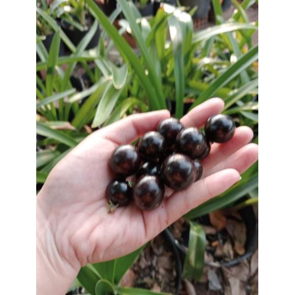 Nho thân gỗ tứ quý lá nhỏ