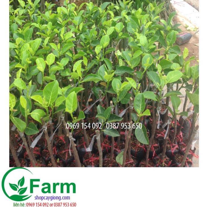Cây mít nghệ tứ quý