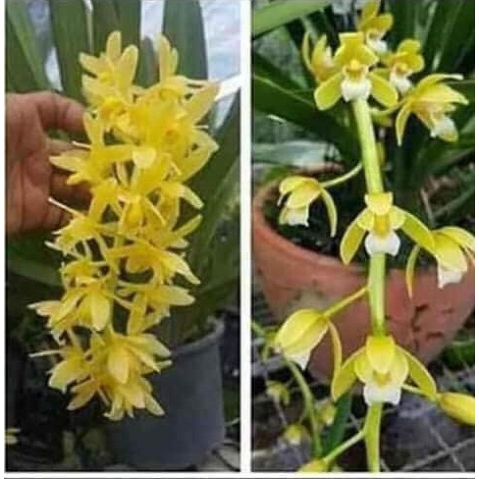 LAN KIẾM VÀNG THÁI LAN, mặt hoa lai, gửi đi cả chậu siêu to, giá cực rẻ