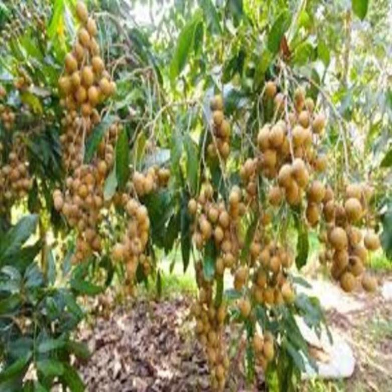 Cây giống nhãn lồng muộn cây giống chuẩn F1 cho năng suất cao