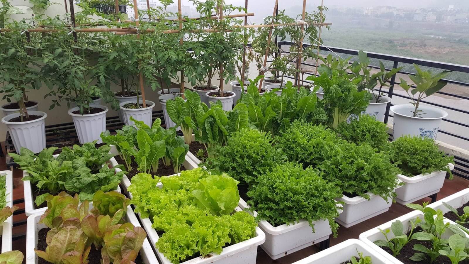 CHUYÊN DÙNG TRỒNG RAU SẠCH: An toàn, Hiệu quả cao, Tiện ích - Nhiều lựa chọn